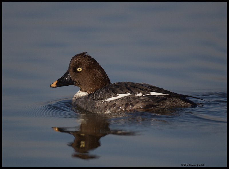 _6SB9105 common goldeneye hen.jpg